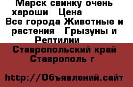 Марск свинку очень хароши › Цена ­ 2 000 - Все города Животные и растения » Грызуны и Рептилии   . Ставропольский край,Ставрополь г.